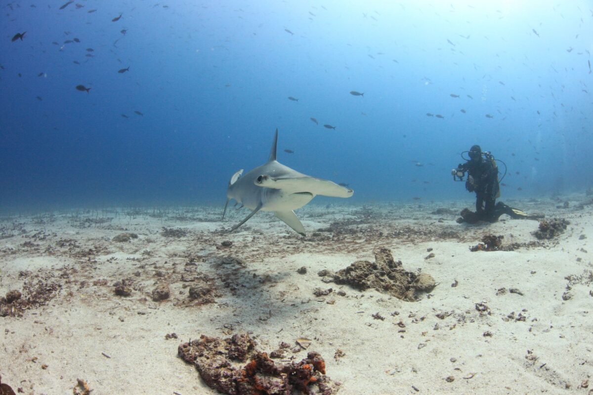 plonger requins bouledogues erreurs fréquentes éviter